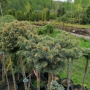 Eglė dygioji (Picea pungens) 'Glauca Compacta'Pa