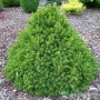 Eglė paprastoji (Picea abies) 'Tompa'