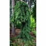 Eglė paprastoji (Picea abies) 'Frohburg'