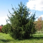 Eglė paprastoji (Picea abies) 'Virgata'