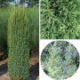 Kadagys paprastasis (Juniperus communis) 'Hibernica'