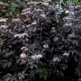Šeivamedis juodauogis (Sambucus nigra) 'Black Beauty'