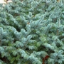Eglė serbinė (Picea omorika) 'Nana'
