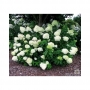 Hortenzija šluotelinė (Hydrangea paniculata) 'Limelight'