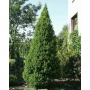 Eglė baltoji (Picea glauca) 'Conica'