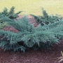 Kadagys virgininis (Juniperus virginiana) 'Grey Owl'
