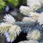 Eglė dygioji (Picea pungens) 'Bialobok'