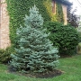 Eglė dygioji (Picea pungens) 'Fat Albert'