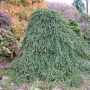 Eglė paprastoji (Picea abies) 'Inversa'