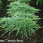 Kadagys horizontalusis (Juniperus horizontalis) 'Jade River'
