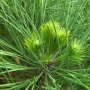 Pušis juodoji (Pinus nigra) 'Wurstle' (spielberg) IŠPARDUOTA