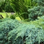 Kadagys žvynuotasis  (Juniperus squamata) 'Blue Carpet'