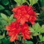 Azalija (Rhododendron) 'Feuerwerk'