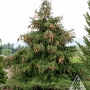 Eglė paprastoji (Picea abies) 'Acrocona'