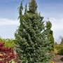Eglė serbinė (Picea omorika) 'Bruns'