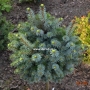 Eglė serbinė (Picea omorika) 'Alexandra'