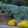 Eglė dygioji (Picea pungens) 'The Blues'