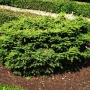 Eglė paprastoji (Picea abies) 'Nidiformis'