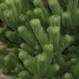 Pušis juodoji (Pinus nigra) 'Oregon Green'