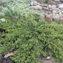 Kadagys paprastasis (Juniperus communis ) "Repanda"