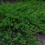 Kadagys horizontalusis (Juniperus horizontalis) 'Prince of Wales