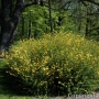 Kerija Japoninė (Kerria japonica) 'Pleniflora'