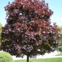 Klevas paprastasis (Acer platanoides) 'Crimson King'
