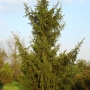 Eglė paprastoji (Picea abies) 'Pendula Major'
