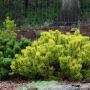 Pušis kalninė (Pinus mugo) 'Winter Gold'