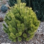 Pušis kalninė (Pinus mugo) 'Golden Glow'