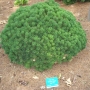 Pušis kalninė (Pinus mugo) 'Sherwood Compact'
