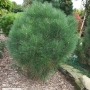 Pušis juodoji (Pinus nigra) 'Rondello'
