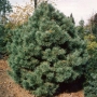 Pušis paprastoj (Pinus sylvestris) 'Watereri'