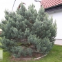 Pušis paprastoj (Pinus sylvestris) 'Watereri'