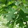 Ąžuolas raudonasis (Quercus rubra)