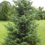 Eglė serbinė (Picea omorika) 'Freya'