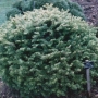 Kėnis subalpinis (Abies lasiocarpa) 'Green Globe'