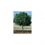 Klevas paprastasis (Acer platanoides) 'Globosum' IŠPARDUOTA