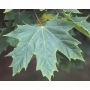 Klevas paprastasis (Acer platanoides) 'Globosum' IŠPARDUOTA