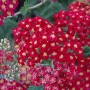 Kraujažolė (Achilea millefolium) 'Paprika'