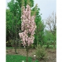 Sakura (Prunus serrulata) 'Amanogawa'