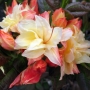 Azalija (Rhododendron) 'Cannon's Double'