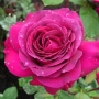 Rožė (Rosa) 'Big Purple'