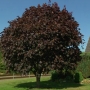Klevas paprastasis (Acer platanoides) 'Faassen's Black'