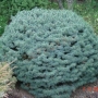 Eglė dygioji (Picea pungens) 'Brynek'