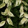 Skroblas paprastasis (Carpinus betulus) 'Foliis Argenteovariegatis Pendula'