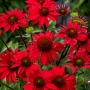 Ežiuolė (Echinacea) 'SunMagic Fantastic Scarlet'