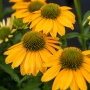 Ežiuolė (Echinacea) 'SunMagic Fantastic Yellow'