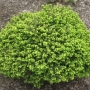 Eglė paprastoji (Picea abies) 'Little Gem'