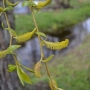Karklas svyrantis (Salix finmarchica)